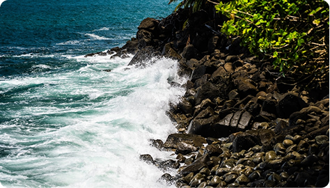 Pet Industry Slide Image